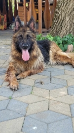 vom Trojangold, hodowla Owczarków Niemieckich Długowłosych