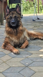 vom Trojangold, hodowla Owczarków Niemieckich Długowłosych