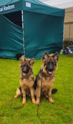 vom Trojangold, hodowla Owczarków Niemieckich Długowłosych