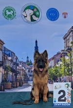 vom Trojangold, hodowla Owczarków Niemieckich Długowłosych