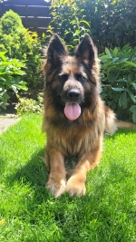 vom Trojangold, hodowla Owczarków Niemieckich Długowłosych