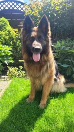 vom Trojangold, hodowla Owczarków Niemieckich Długowłosych