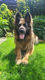 vom Trojangold, hodowla Owczarków Niemieckich Długowłosych