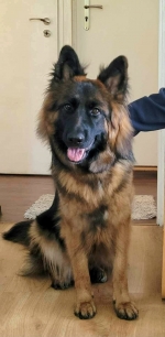 vom Trojangold, hodowla Owczarków Niemieckich Długowłosych