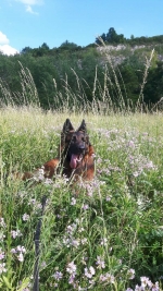 vom Trojangold, hodowla Owczarków Niemieckich Długowłosych