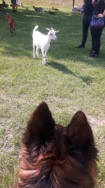 vom Trojangold, hodowla Owczarków Niemieckich Długowłosych