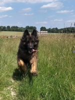 vom Trojangold, hodowla Owczarków Niemieckich Długowłosych