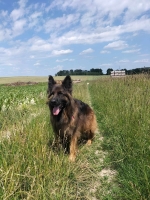 vom Trojangold, hodowla Owczarków Niemieckich Długowłosych