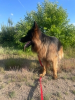 vom Trojangold, hodowla Owczarków Niemieckich Długowłosych