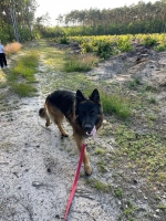 vom Trojangold, hodowla Owczarków Niemieckich Długowłosych