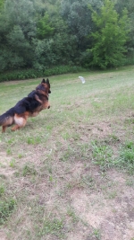 vom Trojangold, hodowla Owczarków Niemieckich Długowłosych