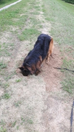 vom Trojangold, hodowla Owczarków Niemieckich Długowłosych