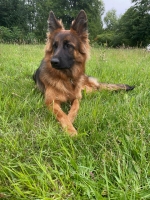 vom Trojangold, hodowla Owczarków Niemieckich Długowłosych