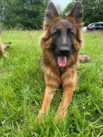 vom Trojangold, hodowla Owczarków Niemieckich Długowłosych