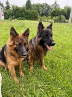 vom Trojangold, hodowla Owczarków Niemieckich Długowłosych