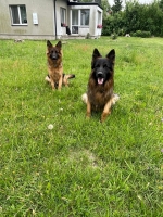 vom Trojangold, hodowla Owczarków Niemieckich Długowłosych