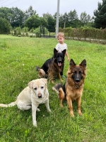 vom Trojangold, hodowla Owczarków Niemieckich Długowłosych