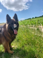 vom Trojangold, hodowla Owczarków Niemieckich Długowłosych