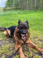 vom Trojangold, hodowla Owczarków Niemieckich Długowłosych