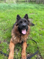 vom Trojangold, hodowla Owczarków Niemieckich Długowłosych