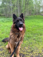 vom Trojangold, hodowla Owczarków Niemieckich Długowłosych