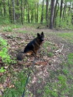 vom Trojangold, hodowla Owczarków Niemieckich Długowłosych