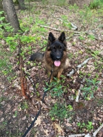 vom Trojangold, hodowla Owczarków Niemieckich Długowłosych