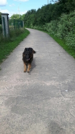 vom Trojangold, hodowla Owczarków Niemieckich Długowłosych