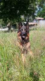 vom Trojangold, hodowla Owczarków Niemieckich Długowłosych