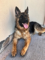 vom Trojangold, hodowla Owczarków Niemieckich Długowłosych