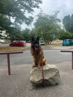 vom Trojangold, hodowla Owczarków Niemieckich Długowłosych