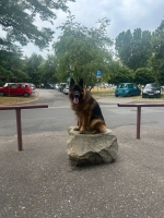 vom Trojangold, hodowla Owczarków Niemieckich Długowłosych