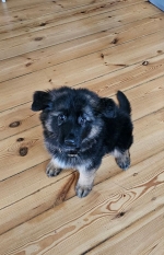 vom Trojangold, hodowla Owczarków Niemieckich Długowłosych