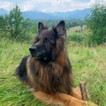 vom Trojangold, hodowla Owczarków Niemieckich Długowłosych