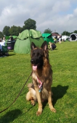 vom Trojangold, hodowla Owczarków Niemieckich Długowłosych