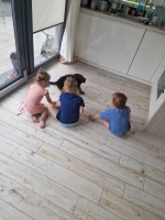 vom Trojangold, hodowla Owczarków Niemieckich Długowłosych