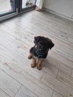 vom Trojangold, hodowla Owczarków Niemieckich Długowłosych