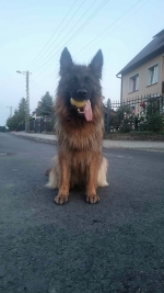 vom Trojangold, hodowla Owczarków Niemieckich Długowłosych