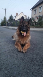 vom Trojangold, hodowla Owczarków Niemieckich Długowłosych