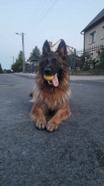 vom Trojangold, hodowla Owczarków Niemieckich Długowłosych