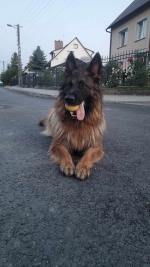 vom Trojangold, hodowla Owczarków Niemieckich Długowłosych