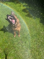 vom Trojangold, hodowla Owczarków Niemieckich Długowłosych