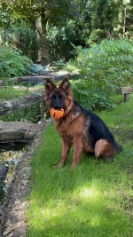 vom Trojangold, hodowla Owczarków Niemieckich Długowłosych