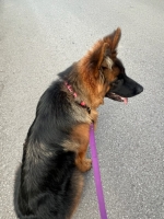 vom Trojangold, hodowla Owczarków Niemieckich Długowłosych