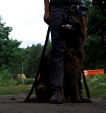 vom Trojangold, hodowla Owczarków Niemieckich Długowłosych