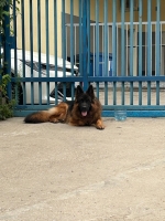 vom Trojangold, hodowla Owczarków Niemieckich Długowłosych