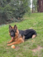 vom Trojangold, hodowla Owczarków Niemieckich Długowłosych