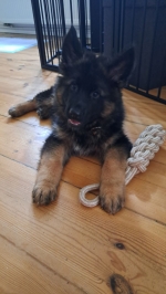 vom Trojangold, hodowla Owczarków Niemieckich Długowłosych