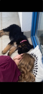 vom Trojangold, hodowla Owczarków Niemieckich Długowłosych