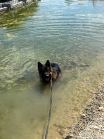 vom Trojangold, hodowla Owczarków Niemieckich Długowłosych